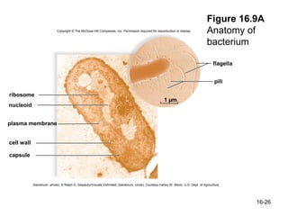 Figure 16.9A
                            Copyright © The McGraw-Hill Companies, Inc. Permission required for reproduction or display.             Anatomy of
                                                                                                                                     bacterium

                                                                                                                                         flagella


                                                                                                                                          pili

ribosome
                                                                                                       1 µm
nucleoid


plasma membrane


cell wall

capsule




            (bacterium, whole): © Ralph A. Slepecky/Visuals Unlimited; (bacterium, circle): Courtesy Harley W. Moon, U.S. Dept. of Agriculture




                                                                                                                                                    16-26
 