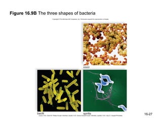 Figure 16.9B The three shapes of bacteria




                                            16-27
 
