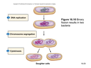 Copyright © The McGraw-Hill Companies, Inc. Permission required for reproduction or display.




1   DNA replication
                                                                                                     Figure 16.10 Binary
                                                                                                     fission results in two
                                                                                                     bacteria


2 Chromosome segregation




3 Cytokinesis




                                                      Daughter cells                                                    16-29
 