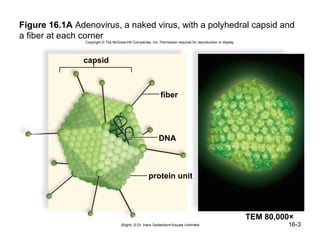 Figure 16.1A Adenovirus, a naked virus, with a polyhedral capsid and
a fiber at each corner
                Copyright © The McGraw-Hill Companies, Inc. Permission required for reproduction or display.




               capsid



                                                              fiber




                                                             DNA



                                                      protein unit




                                                                                                               TEM 80,000×
                                     (Right): © Dr. Hans Gelderblom/Visuals Unlimited                                   16-3
 