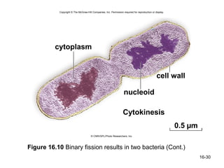 Copyright © The McGraw-Hill Companies, Inc. Permission required for reproduction or display.




          cytoplasm


                                                                                                cell wall

                                                                   nucleoid

                                                                  Cytokinesis
                                                                                                          0.5 µm
                                      © CNRI/SPL/Photo Researchers, Inc.



Figure 16.10 Binary fission results in two bacteria (Cont.)
                                                                                                                   16-30
 