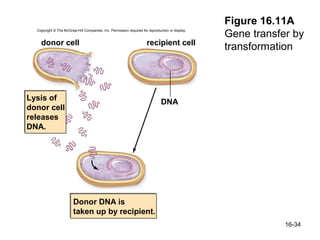 Figure 16.11A
                                                                                                 Gene transfer by
  Copyright © The McGraw-Hill Companies, Inc. Permission required for reproduction or display.


    donor cell                                                       recipient cell
                                                                                                 transformation



Lysis of                                                                      DNA
donor cell
releases
DNA.




                        Donor DNA is
                        taken up by recipient.
                                                                                                             16-34
 