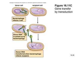 Copyright © The McGraw-Hill Companies, Inc. Permission required for reproduction or display.


             donor cell                                  recipient cell                        Figure 16.11C
                                                                                               Gene transfer
                                                                                               by transduction

        Bacteriophage
        infects a cell.




         Donor DNA
         is picked up by
         bacteriophage




                Donor DNA
                transferred when bacteriophage
                infects recipient.                                                                          16-36
 