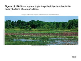 Figure 16.12A Some anaerobic photosynthetic bacteria live in the
muddy bottoms of eutrophic lakes




                                                                   16-39
 