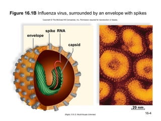 Figure 16.1B Influenza virus, surrounded by an envelope with spikes
                Copyright © The McGraw-Hill Companies, Inc. Permission required for reproduction or display.




                   spike RNA
        envelope

                                               capsid




                                                                                                               20 nm
                                           (Right): © K.G. Murti/Visuals Unlimited
                                                                                                                       16-4
 