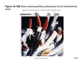 Figure 16.12B Some chemosynthetic prokaryotes live at hydrothermal
vents          Copyright © The McGraw-Hill Companies, Inc. Permission required for reproduction or display.




             tubeworm




                                                                 clam

                                            © Science VU/Visuals Unlimited                                    16-40
 
