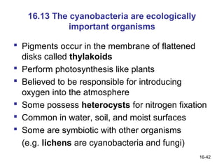 16.13 The cyanobacteria are ecologically
             important organisms

 Pigments occur in the membrane of flattened
  disks called thylakoids
 Perform photosynthesis like plants
 Believed to be responsible for introducing
  oxygen into the atmosphere
 Some possess heterocysts for nitrogen fixation
 Common in water, soil, and moist surfaces
 Some are symbiotic with other organisms
  (e.g. lichens are cyanobacteria and fungi)
                                              16-42
 