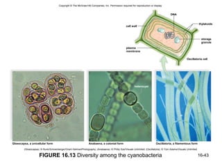 Copyright © The McGraw-Hill Companies, Inc. Permission required for reproduction or display.


                                                                                                                                      DNA


                                                                                                                                                                thylakoids
                                                                                                cell wall



                                                                                                                                                                 storage
                                                                                                                                                                 granule

                                                                                                plasma
                                                                                                membrane

                                                                                                                                                    Oscillatoria cell




                                                                                                        heterocyst




Gloeocapsa, a unicellular form                                 Anabaena, a colonial form                                   Oscillatoria, a filamentous form

        (Gloeocapsa): © Runk/Schoenberger/Grant HeilmanPhotography; (Anabaena): © Philip Sze/Visuals Unlimited; (Oscillatoria): © Tom Adams/Visuals Unlimited

                    FIGURE 16.13 Diversity among the cyanobacteria                                                                                              16-43
 