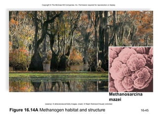 Copyright © The McGraw-Hill Companies, Inc. Permission required for reproduction or display.




                                                                                                  Methanosarcina
                                                                                                  mazei
                  (swamp): © altrendonature/Getty Images; (inset): © Ralph Robinson/Visuals Unlimited


Figure 16.14A Methanogen habitat and structure                                                                 16-45
 