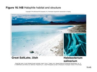Figure 16.14B Halophile habitat and structure
                             Copyright © The McGraw-Hill Companies, Inc. Permission required for reproduction or display.




    Great SaltLake, Utah                                                                                    Halobacterium
                                                                                                            salinarium
       (Great Salt Lake): © John Sohlden/Visuals Unlimited; (inset): FromJ.T. Staley, et al., Bergey's Manual of Systematic Bacteriology, Vol. 13,
       © 1989Williams and Wilkins Col, Baltimore. Prepared by A.L. Usted Photography by Dept. of Biophysics, Norwegian Institute of Technology

                                                                                                                                                     16-46
 