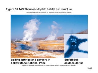 Figure 16.14C Thermoacidophile habitat and structure
                   Copyright © The McGraw-Hill Companies, Inc. Permission required for reproduction or display.




   Boiling springs and geysers in                                                                 Sulfolobus
   Yellowstone National Park                                                                      acidocaldarius
            (geysers): © JeffLepore/Photo Researchers, Inc.; (inset): Courtesy Dennis W. Grogan, University of Cincinnati

                                                                                                                            16-47
 