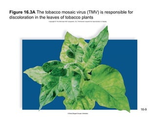 Figure 16.3A The tobacco mosaic virus (TMV) is responsible for
discoloration in the leaves of tobacco plants




                                                                 16-9
 
