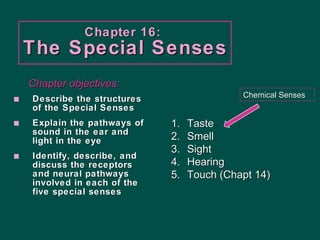 Chapter 16:  The Special Senses ,[object Object],[object Object],[object Object],Chapter objectives: ,[object Object],[object Object],[object Object],[object Object],[object Object],Chemical Senses 