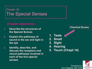 Chapter 16:
     The Special Senses

     Chapter objectives:
                                                         Chemical Senses
1.     Describe the structures of
       the Special Senses
2.     Explain the pathways of         1.   Taste
       sound in the ear and light in   2.   Smell
       the eye                         3.   Sight
3.     Identify, describe, and         4.   Hearing
       discuss the receptors and       5.   Touch (Chapt 14)
       neural pathways involved in
       each of the five special
       senses

                                                           Developed by
                                                John Gallagher, MS, DVM
 