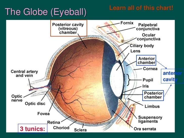 Chapter16 specialsensesmarieb