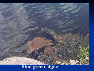 Blue green algae 