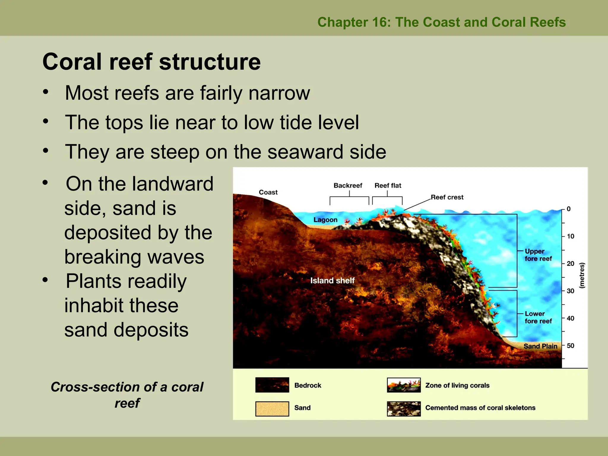 Coral reef structure
• Most reefs are fairly narrow
• The tops lie near to low tide level
• They are steep on the seaward side
Chapter 16: The Coast and Coral Reefs
• On the landward
side, sand is
deposited by the
breaking waves
• Plants readily
inhabit these
sand deposits
Cross-section of a coral
reef
 