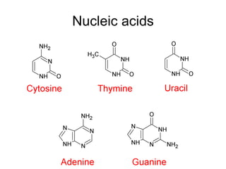 Nucleic acids 