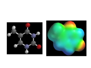 Thymine 