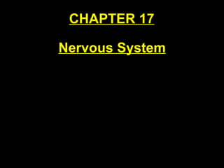 CHAPTER 17 Nervous System 