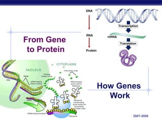 From Gene
          to Protein



                       How Genes
                         Work

AP Biology                    2007-2008
 