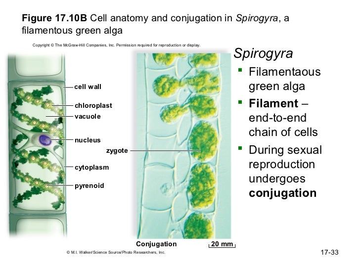 Bio 100 Chapter 17 diagram of spirogyra 
