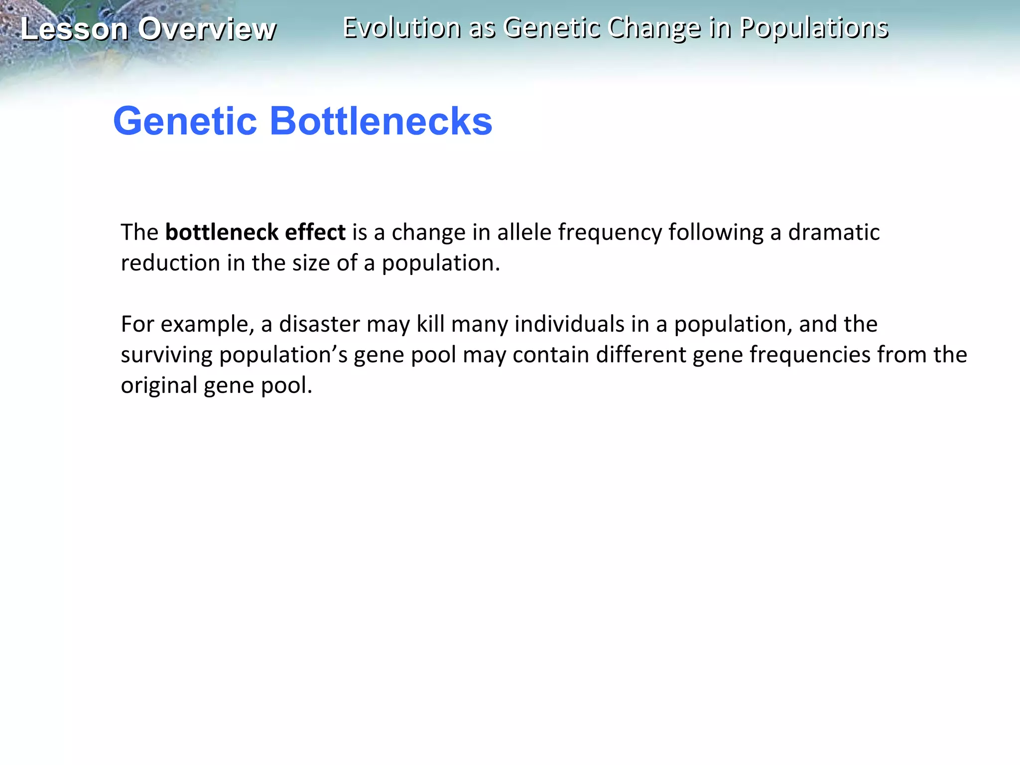 Genetic Bottlenecks The  bottleneck effect  is a change in allele frequency following a dramatic reduction in the size of a population.    For example, a disaster may kill many individuals in a population, and the surviving population’s gene pool may contain different gene frequencies from the original gene pool. 