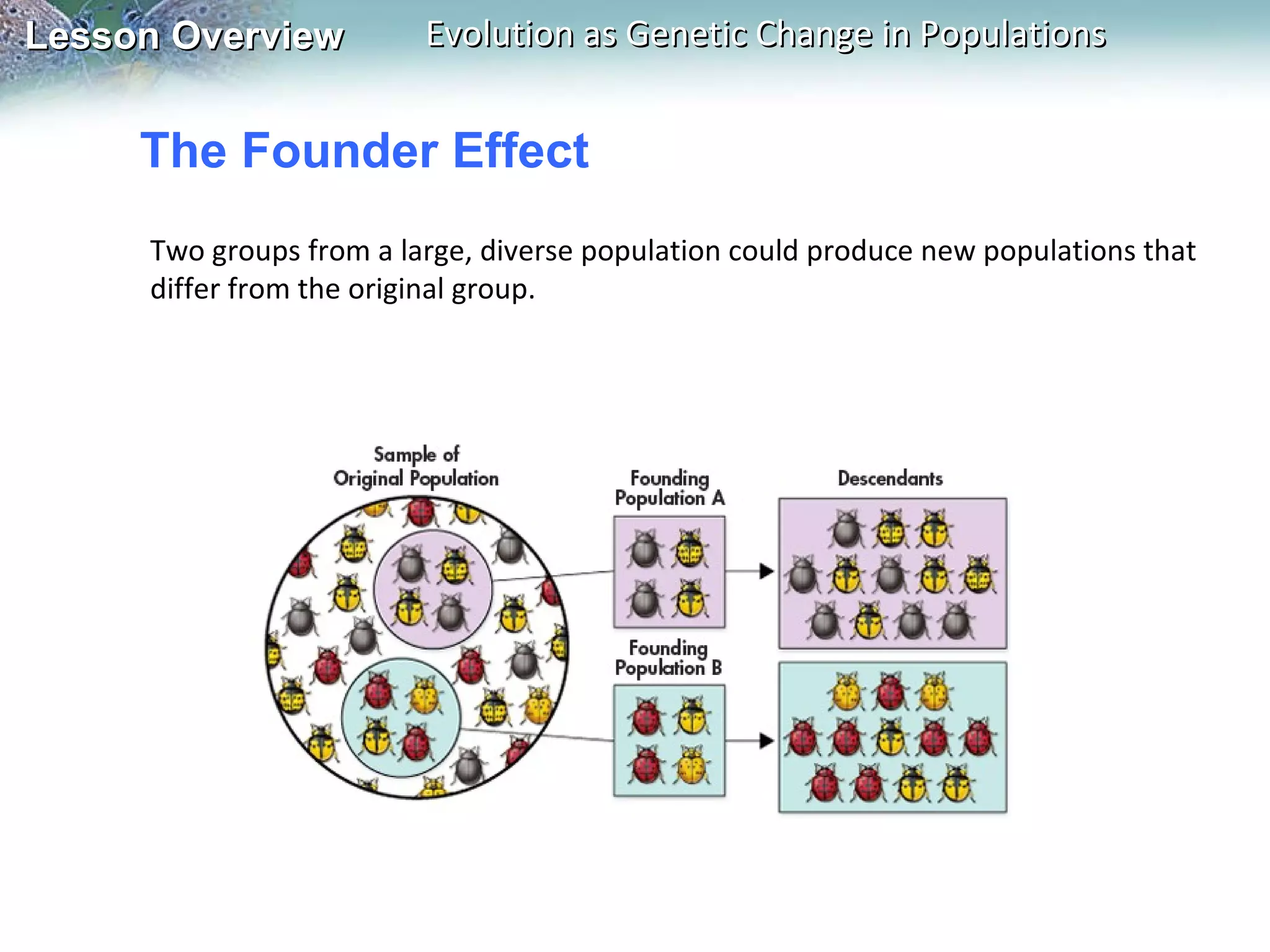 The Founder Effect Two groups from a large, diverse population could produce new populations that differ from the original group. 