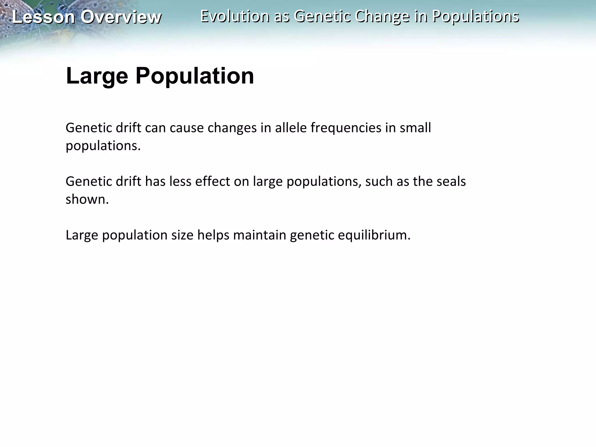 Large Population Genetic drift can cause changes in allele frequencies in small populations.   Genetic drift has less effect on large populations, such as the seals shown.    Large population size helps maintain genetic equilibrium.   