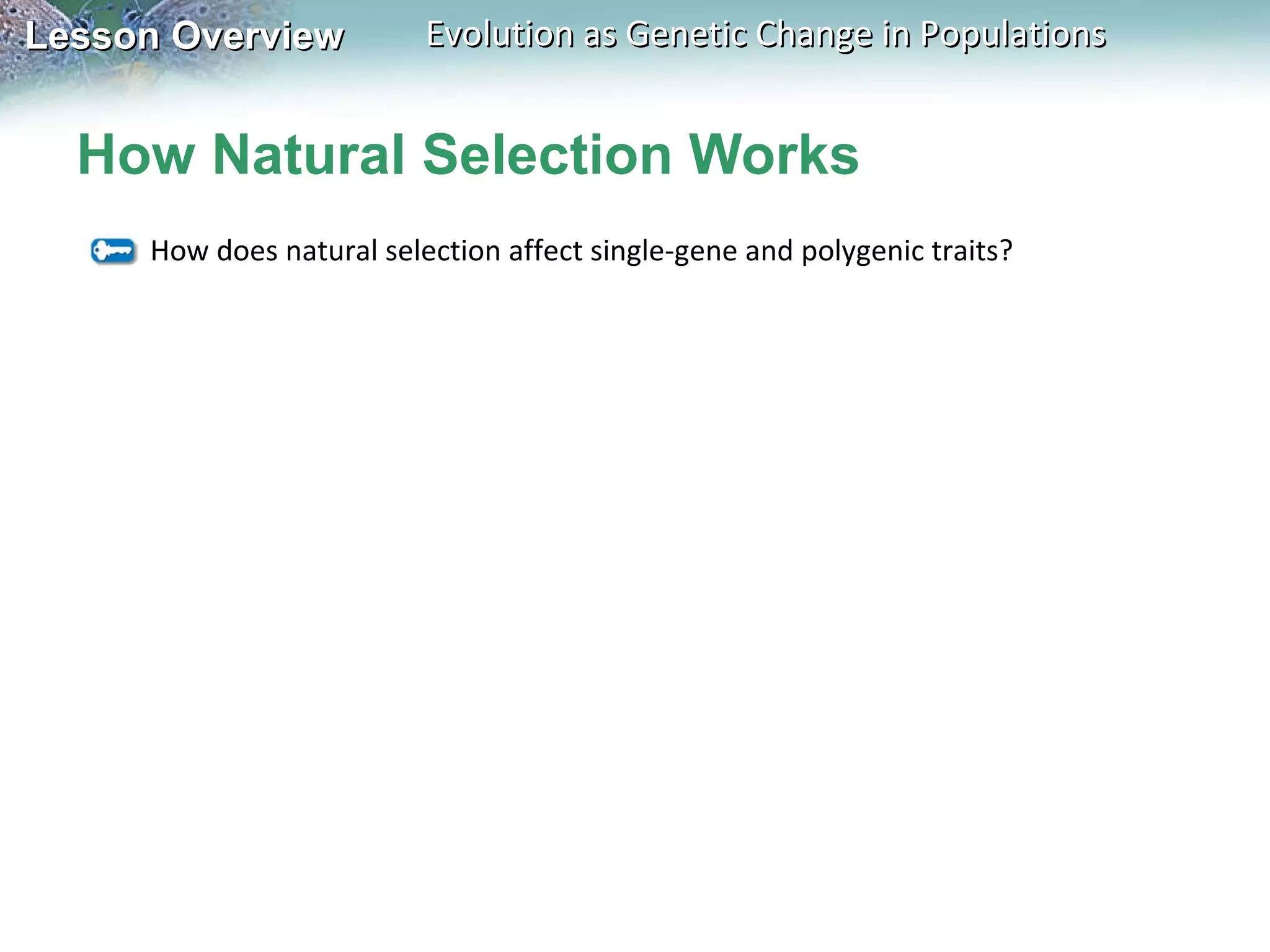 How Natural Selection Works How does natural selection affect single-gene and polygenic traits? 