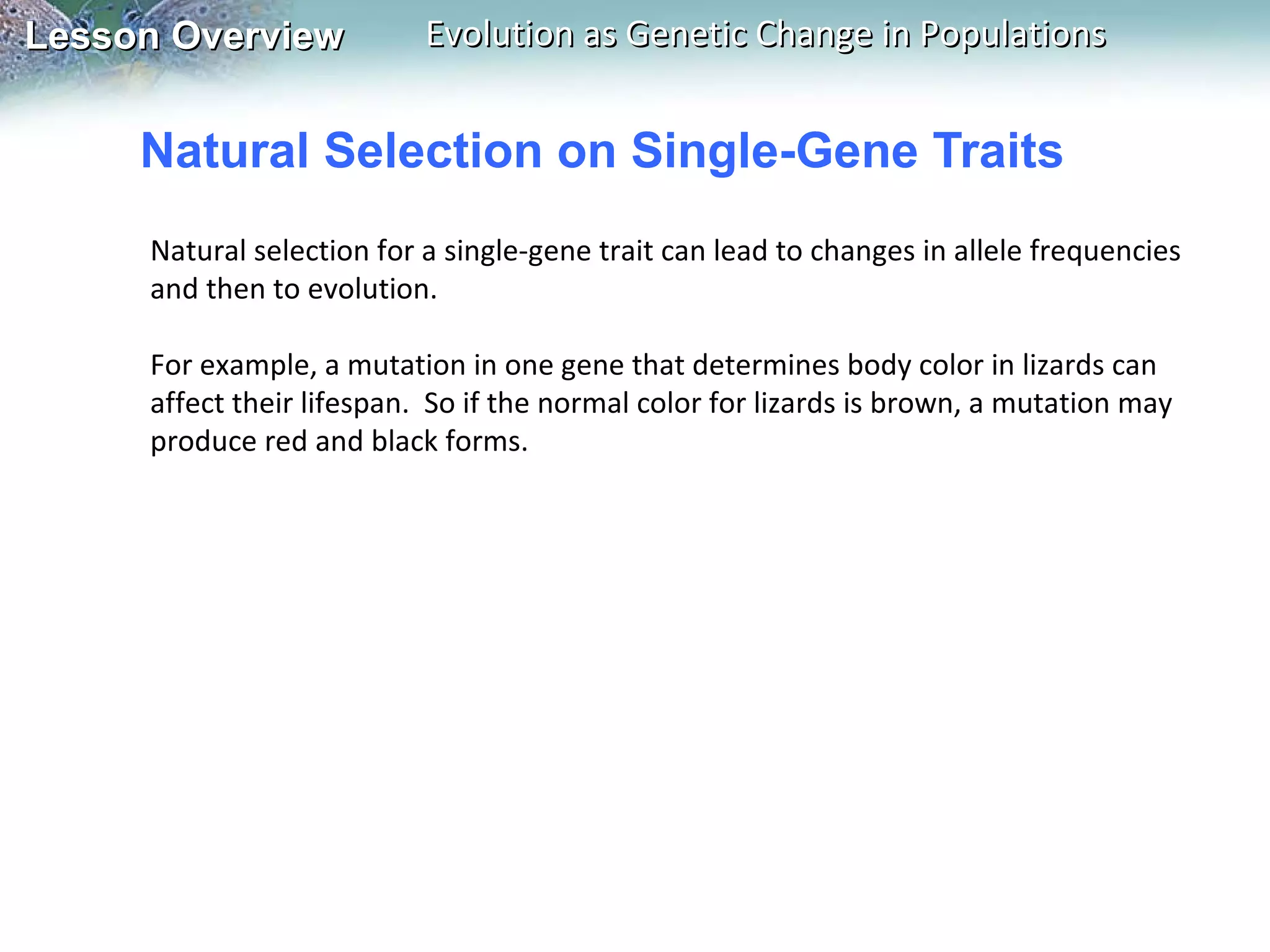 Natural Selection on Single-Gene Traits Natural selection for a single-gene trait can lead to changes in allele frequencies and then to evolution.   For example, a mutation in one gene that determines body color in lizards can affect their lifespan.  So if the normal color for lizards is brown, a mutation may produce red and black forms.   