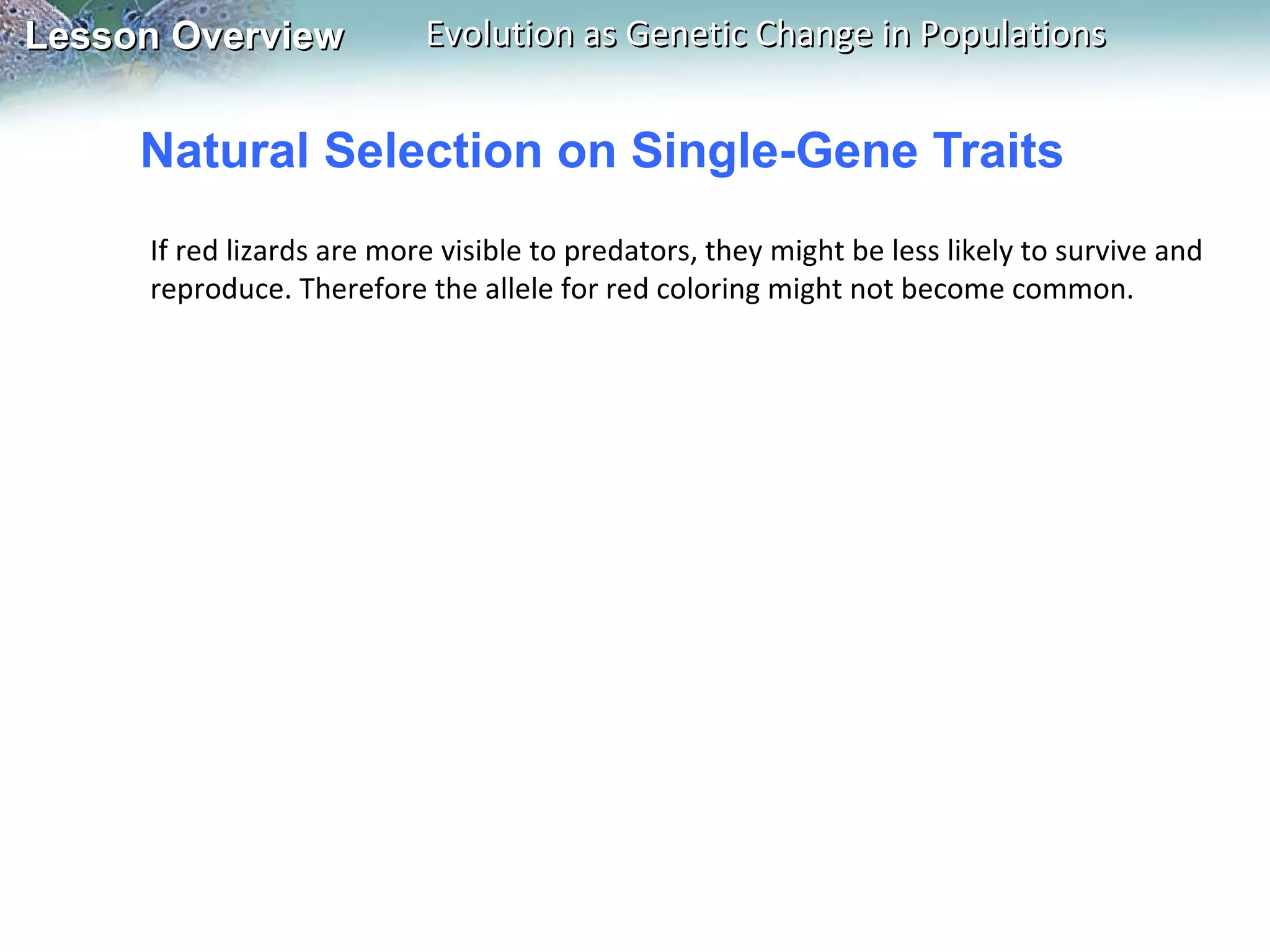 Natural Selection on Single-Gene Traits If red lizards are more visible to predators, they might be less likely to survive and reproduce. Therefore the allele for red coloring might not become common.   