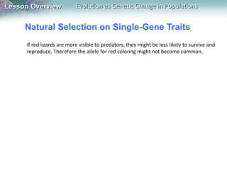 Natural Selection on Single-Gene Traits If red lizards are more visible to predators, they might be less likely to survive and reproduce. Therefore the allele for red coloring might not become common.   