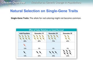 Natural Selection on Single-Gene Traits Single-Gene Traits:  The allele for red coloring might not become common. 