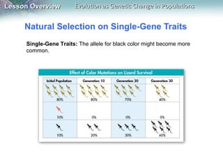 Natural Selection on Single-Gene Traits Single-Gene Traits:  The allele for black color might become more common. 