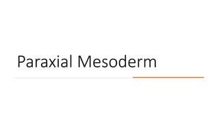 Paraxial Mesoderm
 