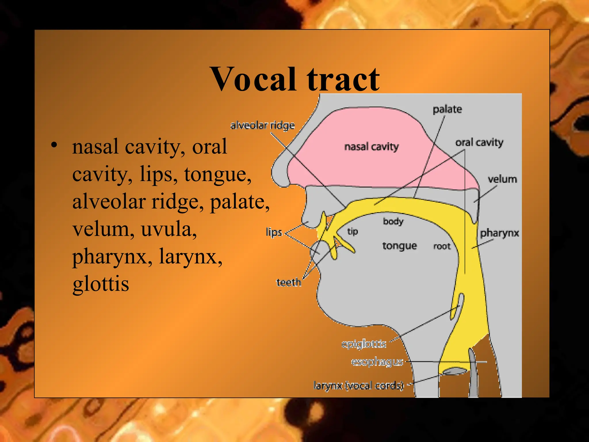 Vocal tract
• nasal cavity, oral
cavity, lips, tongue,
alveolar ridge, palate,
velum, uvula,
pharynx, larynx,
glottis
 