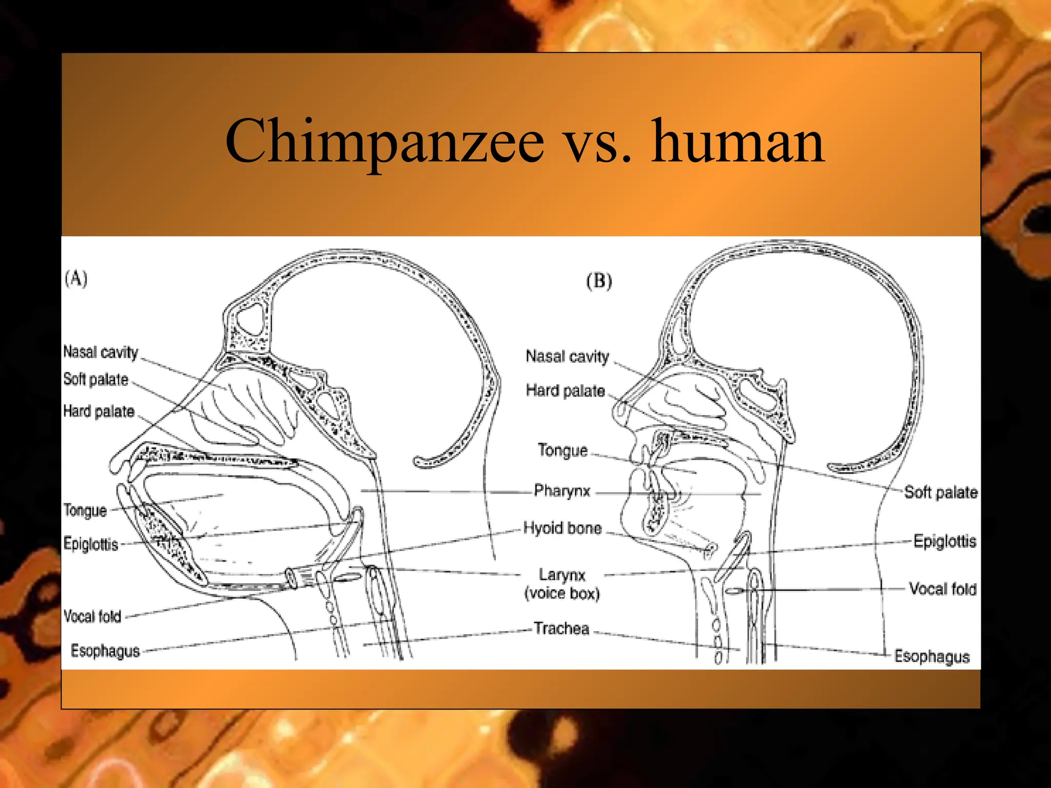 Chimpanzee vs. human
 