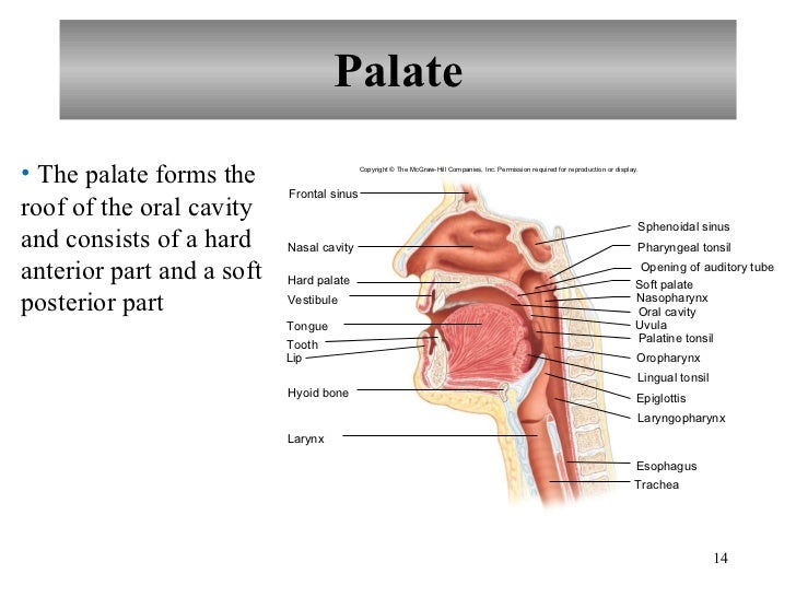 Chapter 17 Digestive System