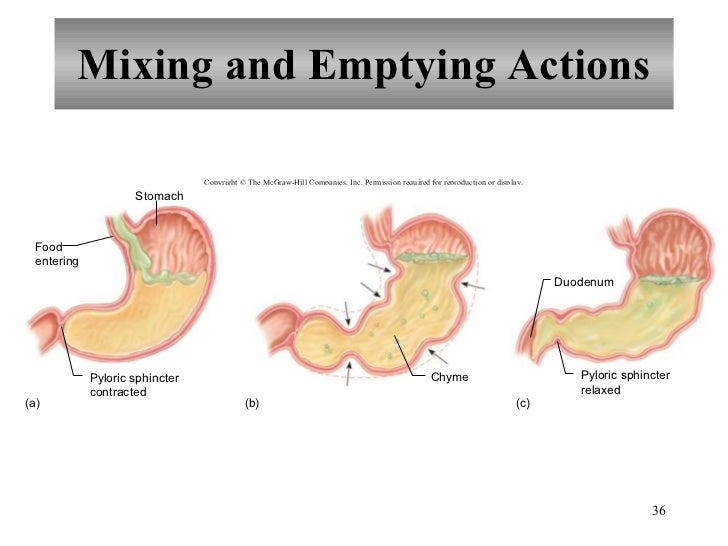 Chapter 17 Digestive System