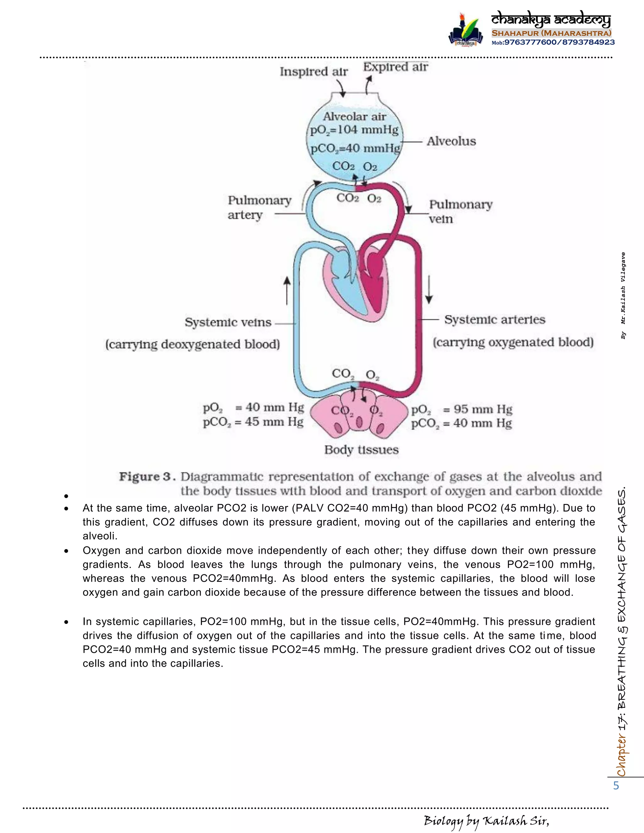Biology by Kailash Sir,
Chapter17:BREATHING&EXCHANGEOFGASES.ByMr.KailashVilegave
5
Chanakya Academy
Shahapur (Maharashtra)
Mob:9763777600/8793784923

 At the same time, alveolar PCO2 is lower (PALV CO2=40 mmHg) than blood PCO2 (45 mmHg). Due to
this gradient, CO2 diffuses down its pressure gradient, moving out of the capillaries and entering the
alveoli.
 Oxygen and carbon dioxide move independently of each other; they diffuse down their own pressure
gradients. As blood leaves the lungs through the pulmonary veins, the venous PO2=100 mmHg,
whereas the venous PCO2=40mmHg. As blood enters the systemic capillaries, the blood will lose
oxygen and gain carbon dioxide because of the pressure difference between the tissues and blood.
 In systemic capillaries, PO2=100 mmHg, but in the tissue cells, PO2=40mmHg. This pressure gradient
drives the diffusion of oxygen out of the capillaries and into the tissue cells. At the same time, blood
PCO2=40 mmHg and systemic tissue PCO2=45 mmHg. The pressure gradient drives CO2 out of tissue
cells and into the capillaries.
 