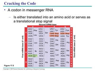 chapter17_fromgene_to_protein (1).ppt..... | PPT