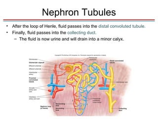 Nephron Tubules
•   After the loop of Henle, fluid passes into the distal convoluted tubule.
•   Finally, fluid passes into the collecting duct.
     – The fluid is now urine and will drain into a minor calyx.
 