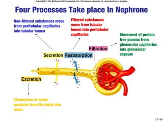 Copyright © The McGraw-Hill Companies, Inc. Permission required for reproduction or display.




Four Processes Take place In Nephrone
Non-filtered substances move                   Filtered substances
from peritubular capillaries                   move from tubular
into tubular lumen                             lumen into peritubular
                                               capillaries                                      Movement of protein
                                                                                                free plasma from
                                                                                                glomerular capillaries
                                                                                                into glomerular
                                                                                                capsule




Elimination of waste
products from the body into
urine

                                                                                                                    17-49
 