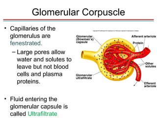 Glomerular Corpuscle
• Capillaries of the
  glomerulus are
  fenestrated.
   – Large pores allow
     water and solutes to
     leave but not blood
     cells and plasma
     proteins.

• Fluid entering the
  glomerular capsule is
  called Ultrafiltrate
 