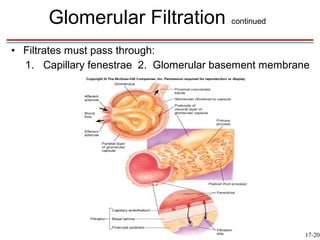 Glomerular Filtration continued
• Filtrates must pass through:
  1. Capillary fenestrae 2. Glomerular basement membrane




                                                       17-20
 