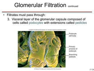 Glomerular Filtration continued
• Filtrates must pass through:
  3. Visceral layer of the glomerular capsule composed of
       cells called podocytes with extensions called pedicles




                                                                17-20
 