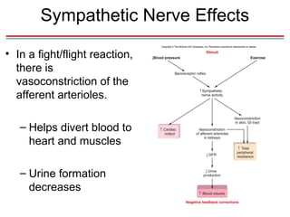 Sympathetic Nerve Effects

• In a fight/flight reaction,
  there is
  vasoconstriction of the
  afferent arterioles.

   – Helps divert blood to
     heart and muscles

   – Urine formation
     decreases
 