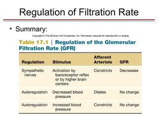 Regulation of Filtration Rate
• Summary:
 