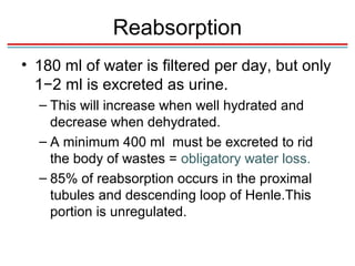 Reabsorption
• 180 ml of water is filtered per day, but only
  1−2 ml is excreted as urine.
  – This will increase when well hydrated and
    decrease when dehydrated.
  – A minimum 400 ml must be excreted to rid
    the body of wastes = obligatory water loss.
  – 85% of reabsorption occurs in the proximal
    tubules and descending loop of Henle.This
    portion is unregulated.
 